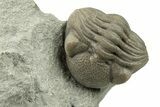 Wide, Enrolled Eldredgeops Trilobite - Ohio #270295-1
